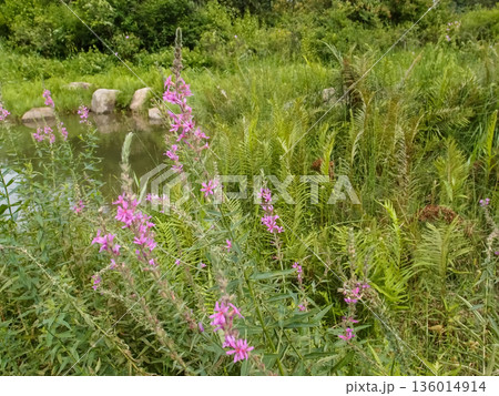 Lythrum virgatum in the rural field with wild grass. Purple wild flowers in the countryside. Flower and plant. Lythrum virgatum in the rural field with wild grass. Purple wild flowers in the countryside. Flower and plant. 136014914