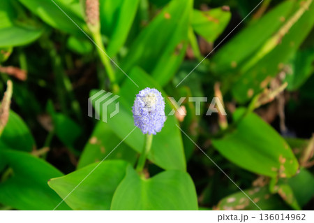 Close-up of the pickerel weed in the rural. Blooming pickerelweed (Pontederia cordata) water plant, violet blue flower. Flower and plant. 136014962