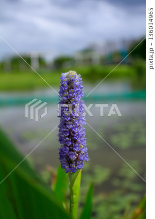 Close-up of the pickerel weed in the rural. Blooming pickerelweed (Pontederia cordata) water plant, violet blue flower. Flower and plant. 136014965