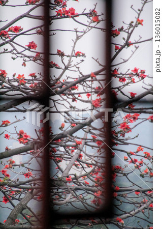The view of Cotton Tree (Bombax ceiba) in the outdoors in cloudy day. Red flowers on the tree. Flower and plant. 136015082