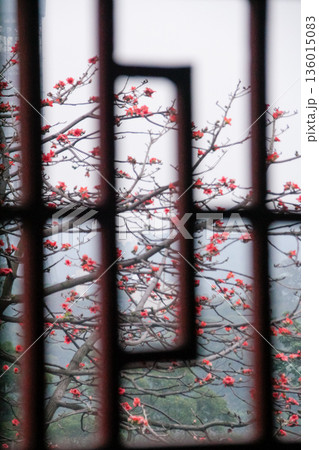 The view of Cotton Tree (Bombax ceiba) in the outdoors in cloudy day. Red flowers on the tree. Flower and plant. 136015083