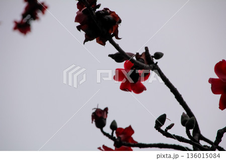 The view of Cotton Tree (Bombax ceiba) in the outdoors in cloudy day. Red flowers on the tree. Flower and plant. 136015084