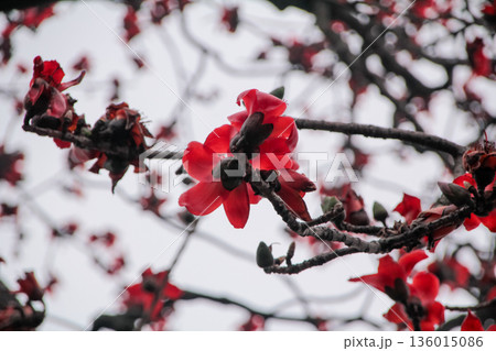The view of Cotton Tree (Bombax ceiba) in the outdoors in cloudy day. Red flowers on the tree. Flower and plant. 136015086