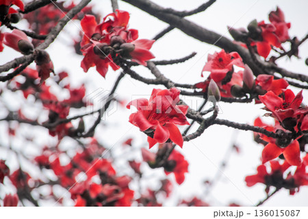 The view of Cotton Tree (Bombax ceiba) in the outdoors in cloudy day. Red flowers on the tree. Flower and plant. 136015087