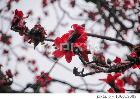 The view of Cotton Tree (Bombax ceiba) in the outdoors in cloudy day. Red flowers on the tree. Flower and plant. The view of Cotton Tree (Bombax ceiba) in the outdoors in cloudy day. Red flowers on the tree. Flower and plant. 136015088