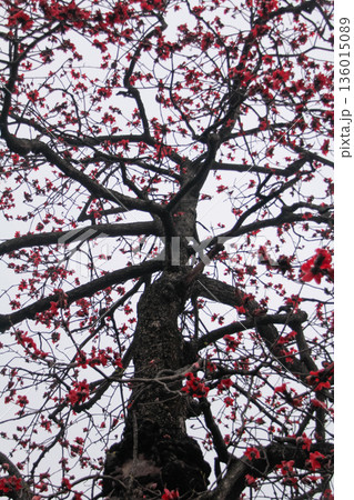 The view of Cotton Tree (Bombax ceiba) in the outdoors in cloudy day. Red flowers on the tree. Flower and plant. The view of Cotton Tree (Bombax ceiba) in the outdoors in cloudy day. Red flowers on the tree. Flower and plant. 136015089