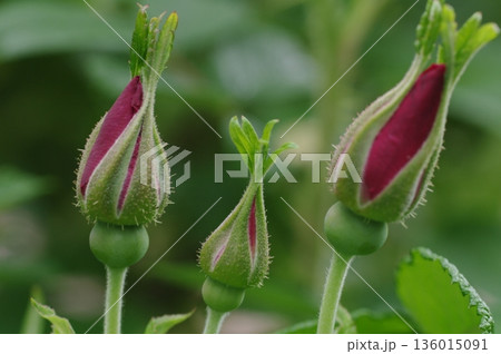 開花前の薔薇のつぼみ 136015091