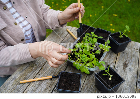 The farmer pots the young asters, giving each plant enough space to grow strong and healthy. 136015098