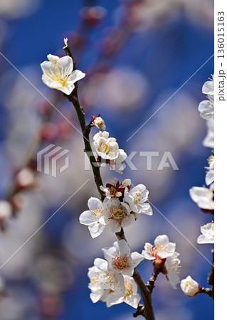 太宰府の梅（合格祈願など） 136015163