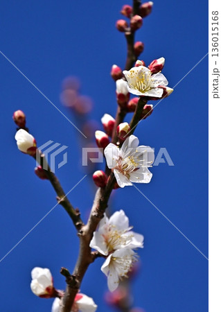 太宰府の梅（合格祈願など） 136015168