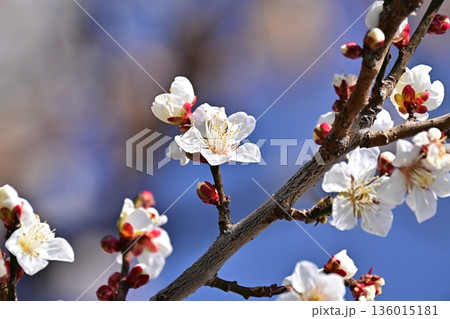 太宰府の梅（合格祈願など） 136015181