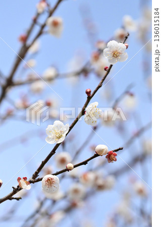 太宰府の梅（合格祈願など） 136015184