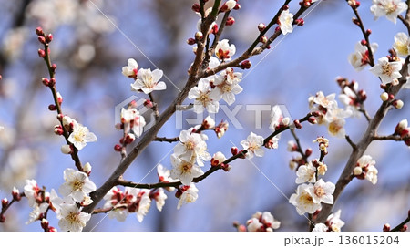 太宰府の梅（合格祈願など） 136015204