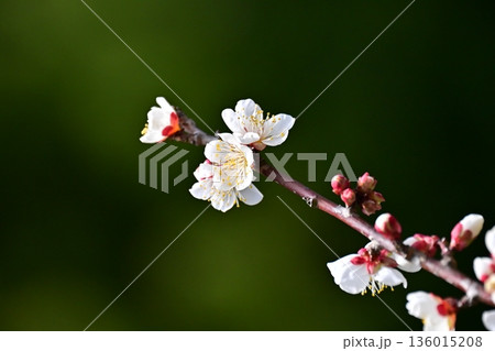 太宰府の梅（合格祈願など） 136015208