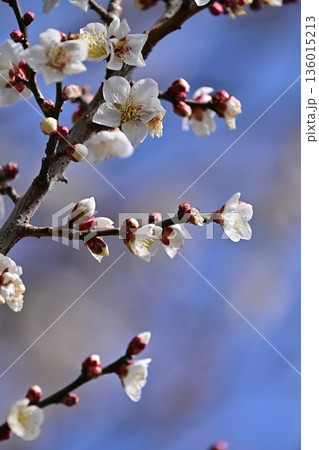 太宰府の梅（合格祈願など） 136015213