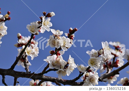 太宰府の梅（合格祈願など） 136015216