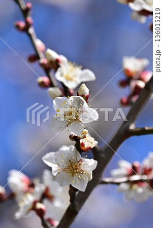 太宰府の梅（合格祈願など） 136015219