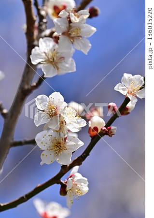 太宰府の梅（合格祈願など） 136015220