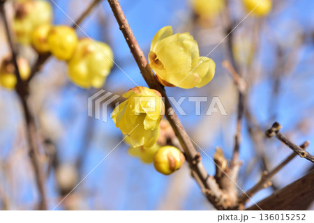 ロウバイ　満月ロウバイ　小寒の花　大寒イメージ　立春イメージ　 136015252