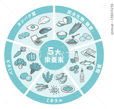 五大栄養素の食材円グラフ(炭水化物・脂質・タンパク質・ビタミン・ミネラル) 五大栄養素の食材円グラフ(炭水化物・脂質・タンパク質・ビタミン・ミネラル) 136015256