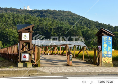 山梨県 山中湖花の都公園 花の都大橋と黄花コスモス畑 山梨県 山中湖花の都公園 花の都大橋と黄花コスモス畑 136015301