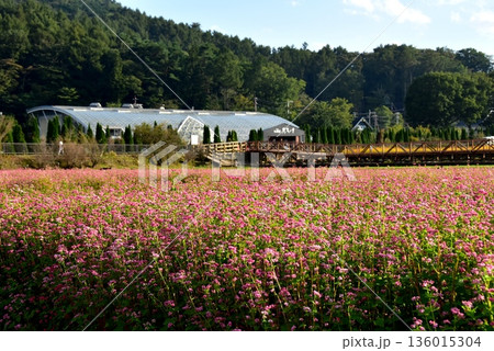 山梨県　山中湖花の都公園　赤そば畑（タカネルビー）と花の都大橋 136015304