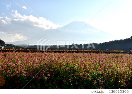 山梨県 山中湖花の都公園 赤そば畑(タカネルビー)と富士山 山梨県 山中湖花の都公園 赤そば畑(タカネルビー)と富士山 136015306