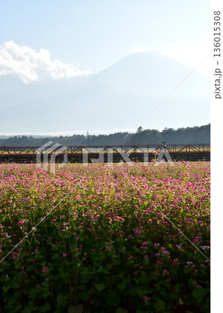 山梨県 山中湖花の都公園 赤そば畑(タカネルビー)と富士山 山梨県 山中湖花の都公園 赤そば畑(タカネルビー)と富士山 136015308