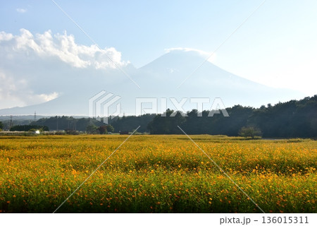 山梨県　山中湖花の都公園　黄花コスモス畑と富士山 136015311