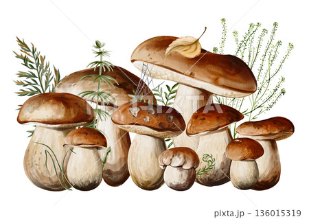 Lots of mushrooms with moss and grass. Forest autumn harvest. Ferns and leaves in nature. Botanical watercolor illustration. Hand drawn. High quality illustration 136015319