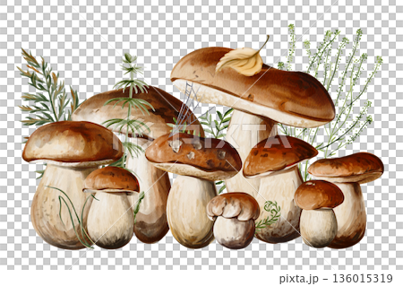 Lots of mushrooms with moss and grass. Forest autumn harvest. Ferns and leaves in nature. Botanical watercolor illustration. Hand drawn. High quality illustration 136015319