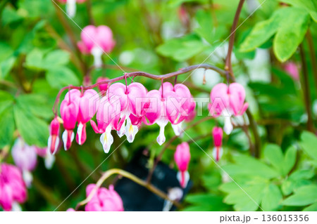 一列に並んだハート形の薄ピンクのタイツリソウの花　ロンドン郊外のイーストコート・ハウス・ガーデンにて 136015356