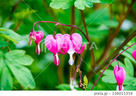 一列に並んだハート形の薄ピンクのタイツリソウの花　ロンドン郊外のイーストコート・ハウス・ガーデンにて 136015358