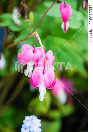 一列に並んだハート形の薄ピンクのタイツリソウの花　ロンドン郊外のイーストコート・ハウス・ガーデンにて 136015359