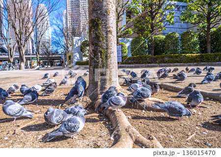 日本の東京都市景観 都庁前駅…日光浴をするハトの群れ…土のほうが暖かいのかな…=令和8年1月25日 日本の東京都市景観 都庁前駅…日光浴をするハトの群れ…土のほうが暖かいのかな…=令和8年1月25日 136015470