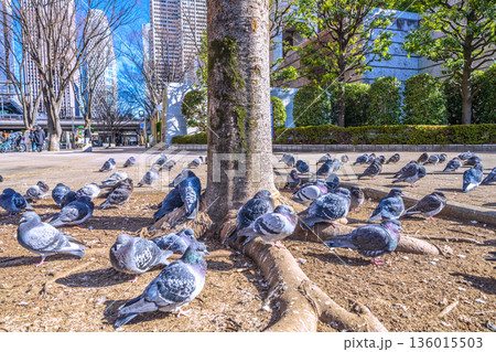 日本の東京都市景観 都庁前駅…日光浴をするハトの群れ…土のほうが暖かいのかな…=令和8年1月25日 日本の東京都市景観 都庁前駅…日光浴をするハトの群れ…土のほうが暖かいのかな…=令和8年1月25日 136015503