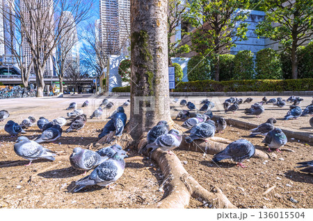 日本の東京都市景観 都庁前駅…日光浴をするハトの群れ…土のほうが暖かいのかな…＝令和8年1月25日 136015504