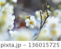 白梅を前ボケにした一輪の白梅 136015725