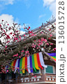 五色幕を背景にした紅梅 136015728