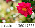 丸ボケに映える山茶花 136015775