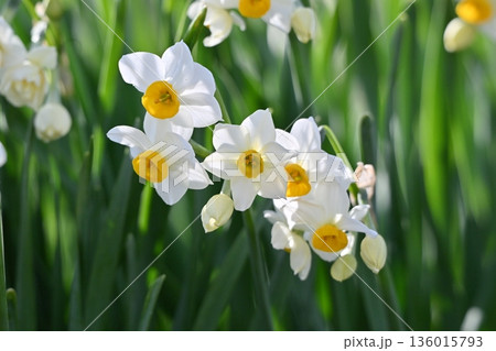 スイセン(水仙：narcissus) 136015793
