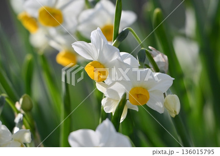 スイセン(水仙:narcissus) スイセン(水仙:narcissus) 136015795