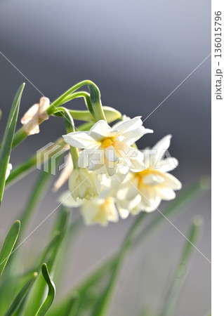 スイセン(水仙:narcissus) スイセン(水仙:narcissus) 136015796