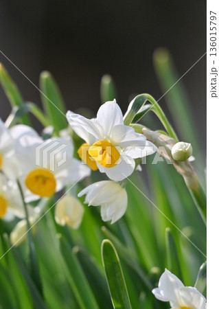 スイセン(水仙：narcissus) 136015797