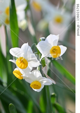 スイセン(水仙:narcissus) スイセン(水仙:narcissus) 136015798