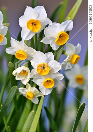 スイセン(水仙:narcissus) スイセン(水仙:narcissus) 136015802