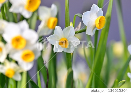 スイセン(水仙:narcissus) スイセン(水仙:narcissus) 136015804
