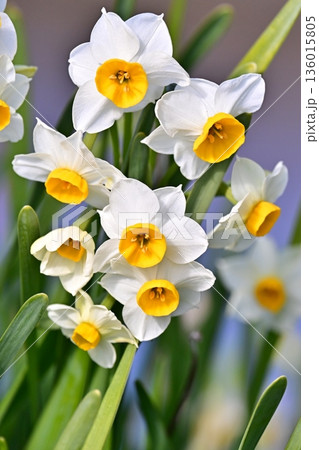 スイセン(水仙:narcissus) スイセン(水仙:narcissus) 136015805