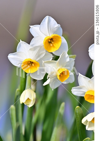 スイセン(水仙：narcissus) 136015806
