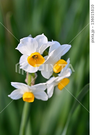 スイセン(水仙：narcissus) 136015810